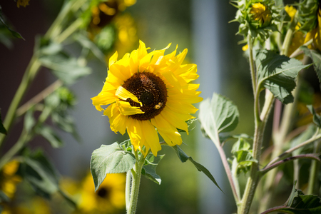 italian sunflowers in a hot summer dayの写真素材