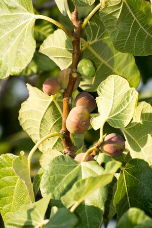 italian ficus in a hot summer day in the south of italyの写真素材