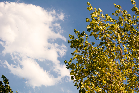 a tree in the wind with a cloudy sky backgroundの写真素材