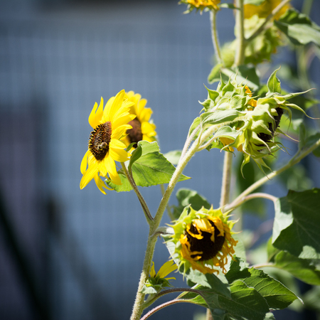 italian sunflowers in a hot summer dayの写真素材