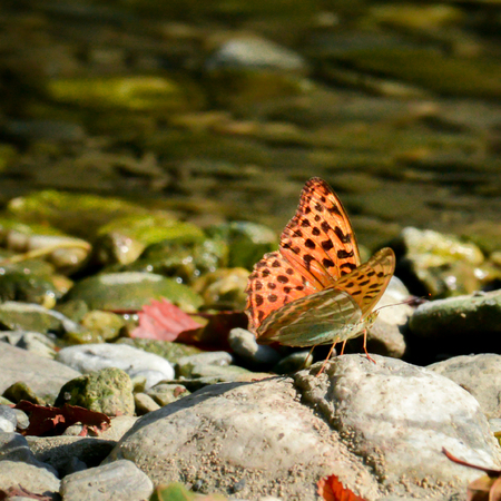 an orange spotted butterfly on a blur river backgroundの写真素材