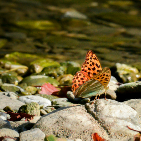 an orange spotted butterfly on a blur river backgroundの写真素材