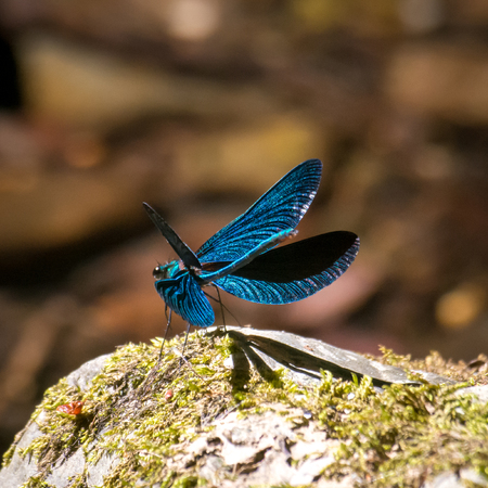 an open wings blue dragonfly on a stone on a blur backgroundの写真素材