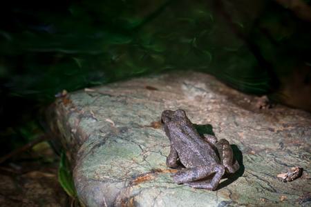 a frog on a rock in a river in the south of italyの写真素材