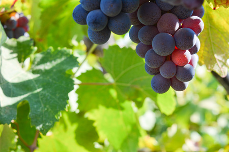 italian wine ripe grapes in a hot summer day in the south of italy, before harvestの写真素材