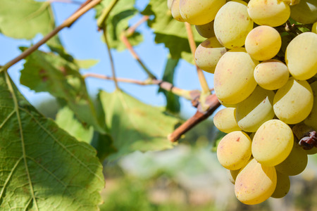 italian wine ripe grapes in a hot summer day in the south of italy, before harvestの写真素材