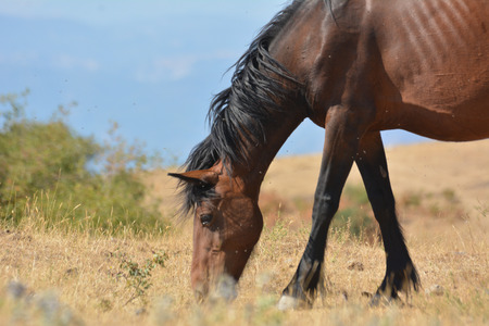 Horse in the wild grazing in the south of italy, in a hot summer day, with mountains and blue sky backgroundの写真素材