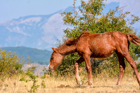 Horse in the wild grazing in the south of italy, in a hot summer day, with mountains and blue sky backgroundの写真素材