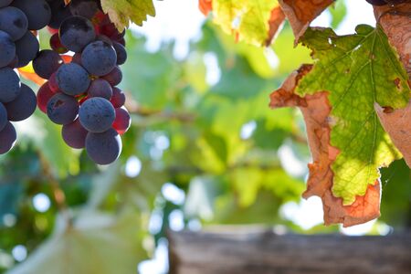 italian wine ripe grapes in a hot summer day in the south of italy, before harvest