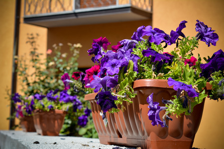 flowers composition in some planters in a small village in the south of italyの写真素材