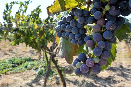a grape plantation in september before the harvest