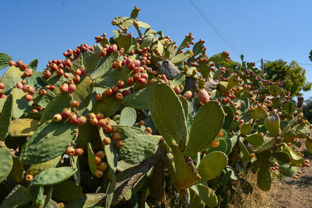 pricky pears plantation in the south of italyの写真素材