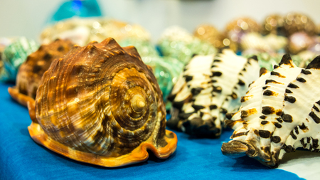 sale of tropical shells at the market