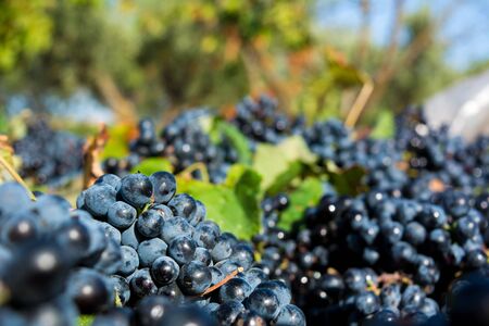 a grape plantation in september before the harvestの写真素材