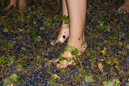 ancient method to produce wine in which children's feet crush the grapes after the grapes harvestの写真素材