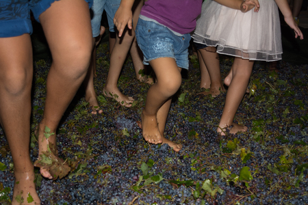 ancient method to produce wine in which children's feet crush the grapes after the grapes harvestの写真素材