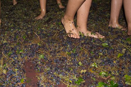 ancient method to produce wine in which children's feet crush the grapes after the grapes harvestの写真素材