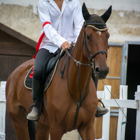 rider riding a horse standing by before a competition