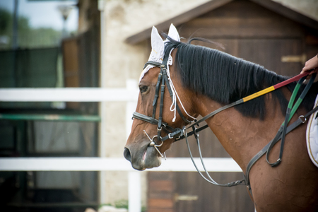 close up of the head of a horse with bridle on blur backgroundの写真素材