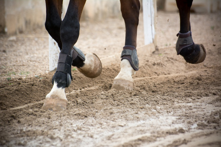 close up of horse hooves trotting on blur background