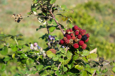 a branch of blackberries in the countryside on blur backgroundの写真素材