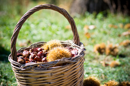a wooden basket full of chestnuts during the harvest in autumn on blur baskgroundの写真素材