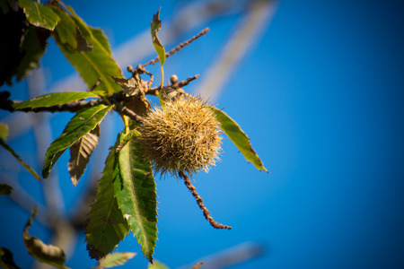 chestnut tree in the mountains on blue sky background in autumn