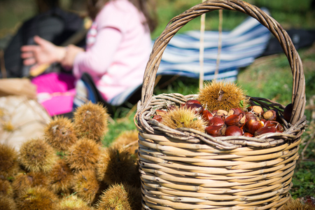 a wooden basket full of chestnuts during the harvest in autumn on blur baskgroundの写真素材