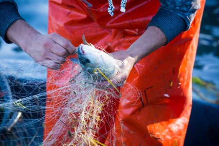 fisherman while cleaning the fishnet from the fish at sunrise