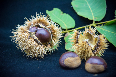 group of hedgehogs and chestnuts on blur dark backgroundの写真素材