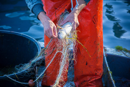 fisherman while cleaning the fishnet from the fish at sunriseの写真素材