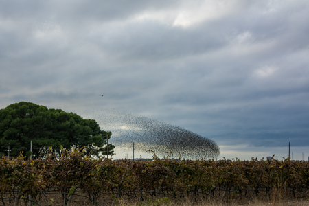Flock Of Starling Flying On Italian Grape Plantation On Cloudy Sky Background In Autumnの写真素材