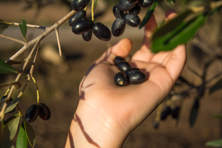 Close Up Of An Hand Collecting Olives From An Olive Tree Branch On Blur Backgroundの写真素材