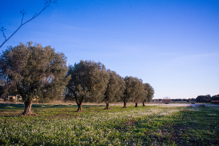 Italian Olives Trees On Flowered Meadow Landscape In A Sunny Day Before Sunset In Autumn On Clear Sky Backgroundの写真素材