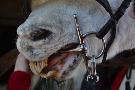 Horizontal View Of Close Up Of The Hnd Of The Equestrian School Instructor While Showing How To Put The Bridles On The Horse Headの写真素材