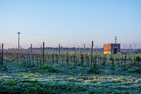 Horizontal View of Frozen Grass in a Grapes Plantation in an Italian Countryside in Winter Before Sunrise on Blue Sky Backgroundの写真素材
