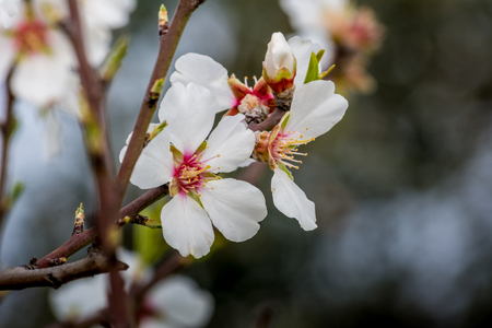 Horizontal View of Close Up of Flowered Almond Branch On Blur Background. Pulsano, Taranto, South of Italyの写真素材