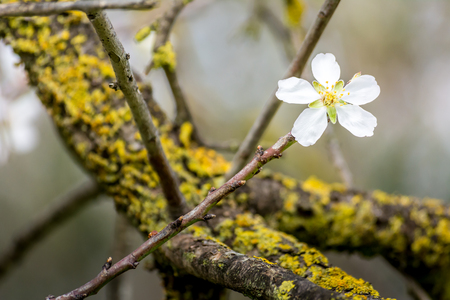 Horizontal View of Close Up of Flowered Almond Branch On Blur Background. Pulsano, Taranto, South of Italyの写真素材