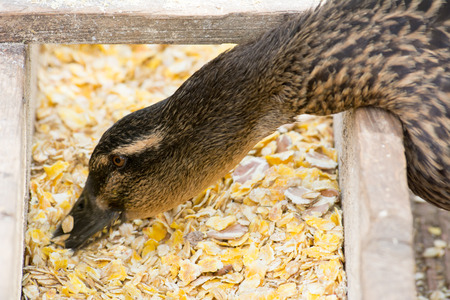 Horizontal View of Close Up of a Brown Duck Eating on Blur Background. Pulsano, South of Italyの写真素材