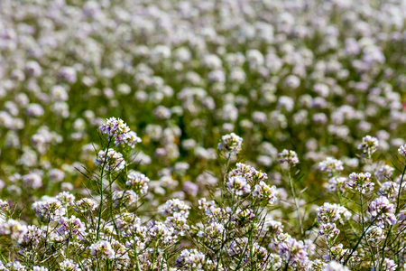 Horizontal View of A Meadow With White Flowers on Blur Background In Springの写真素材