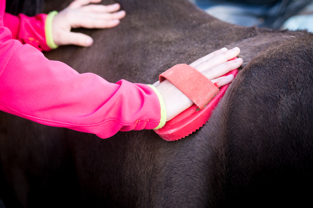 Horizontal View of a Girl Brushing a Horse before the Rideの写真素材