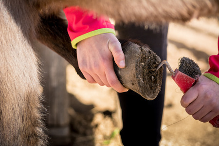 Horizontal View of a Girl Cleaning the Clog of a Horse before Ridingの写真素材