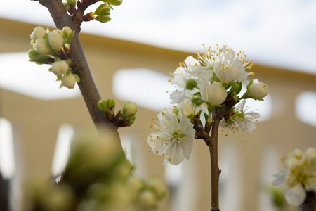 Horizontal View of Close Up of White Flowers od Plum Tree in Spring on Blur Background.の写真素材