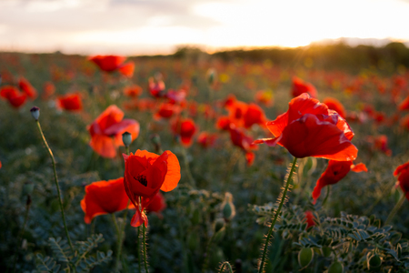 Horizontal View of Poppies Field Illuminated by the Setting Sun on Cloudy Sky Background. Pulsano, Taranto, South of Italyの写真素材