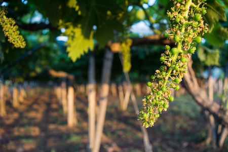 Horizontal View of Unripe Bunches in a Grapes Plantation at Sunset on Blur Background. Pulsano, South of Italyの写真素材