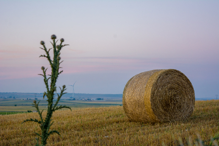 Horizontal View of Bale ol Hay in the Countryside at Sunset on Clear Sky Background. Matera, South of Italyの写真素材