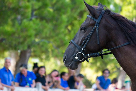 Close Up of the Head of Brown Horse on Blur Background at the Equestrian Competition. Italyの写真素材
