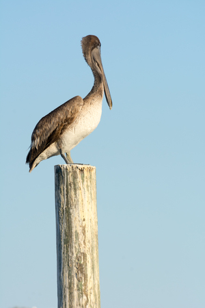 Close up of Pelican Bird Waiting on a Stilt on Blue Sky Backgroundの写真素材