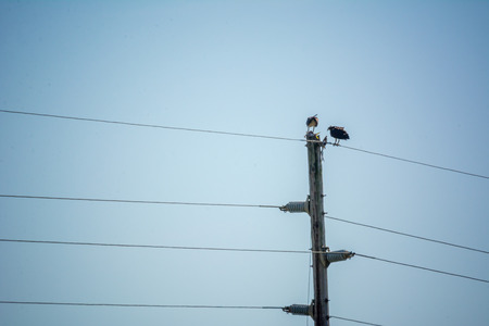 Close Up of Hawks Eating a Fish on the Top of Electricity Pole on Clear Sky Backgroundの写真素材
