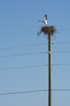 Close Up of Hawk Living in a Nest Built on the Top of an Electricity Pole on Clear Sky Backgroundの写真素材